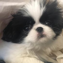 Japanese Chin Puppies from Montra Japanese Chin