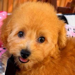 GOLDIE - Apricot female Maltipoo puppy in Sugar Land, Texas from Celebrity Maltipoos