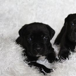 Cane Corso Puppies from Big Country Cane Corso