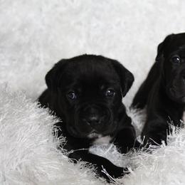 Cane Corso Puppies from Big Country Cane Corso