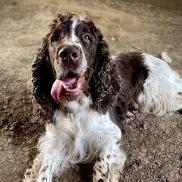 Arnica  - English Springer Spaniel