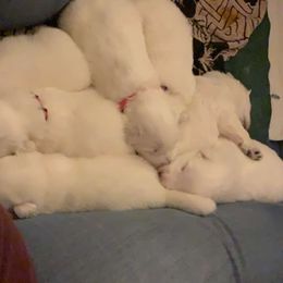 Cavalier King Charles Spaniels and Great Pyrenees from Miller Cavs and Pyrs