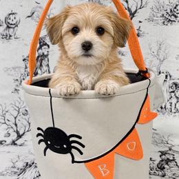 Spirit - White and tan female Morkie puppy in Tucson, Arizona from Sun-Kissed Morkies