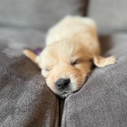 Female puppy pick 5 - Light golden female Golden Retriever puppy in Colville, Washington from Columbia Ridge Goldens