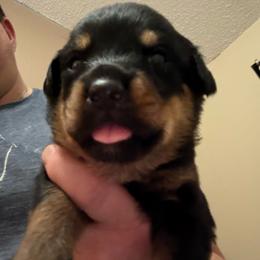 Yellow girl - Black and mahogany female Rottweiler puppy in Colorado Springs, Colorado from Von Locher Rotties