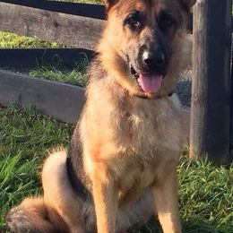 German Shepherds from Little Creek GSD