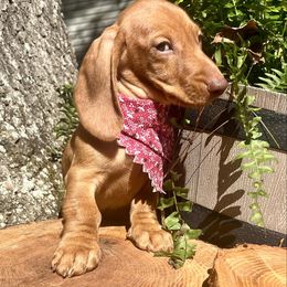 Dachshund Puppies from Snarky Doxy Miniature Dachshunds