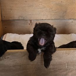 Shih Tzu Puppies from Lil' Darlin' Shih Tzus of the Virginia Blue Ridge