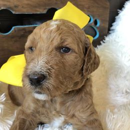 Goldendoodle Puppies from Carefree Goldendoodles