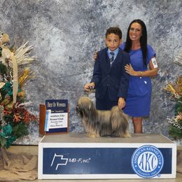 Lhasa Apso, Maltese, and Poodle All Grown Up from Toy Poodle and Maltese Perfection