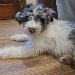 Clover - Blue merle female Aussiedoodle puppy in Wilkinsville, South Carolina from Feather Branch Farm and Kennel