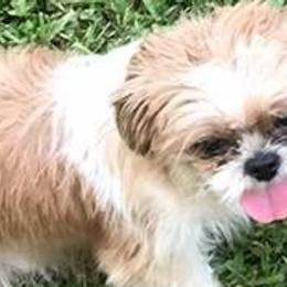 Pugs and Shih Tzus from Freedom Meadow Farm