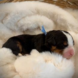 Cody - Black rust and white male Bernese Mountain Dog puppy in Idaho from Bernese By Barzees