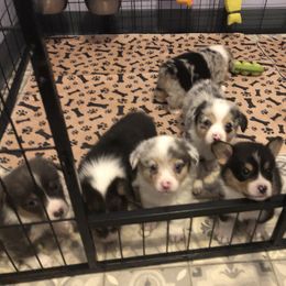 American Corgi and Pembroke Welsh Corgi Puppies from Red White & Bluie Corgi