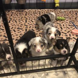 American Corgi and Pembroke Welsh Corgi Puppies from Red White & Bluie Corgi