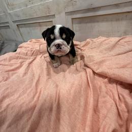Bulldog Puppies from Bulldog's 4 Brothers