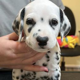Spike - White and black male Dalmatian puppy in New Jersey from Prestige Dalmatians