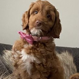 Australian Labradoodle Puppies from Semper Doodles