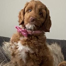 Australian Labradoodle Puppies from Semper Doodles
