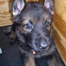 Pink female - Sable female German Shepherd puppy in Rice Lake, Wisconsin from Inferno Shepherds