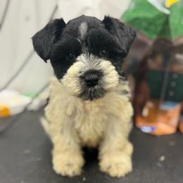 Jenna - Purple Girl - Parti female Miniature Schnauzer puppy in Oneonta, Alabama from Murphree Valley Kennels