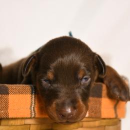 Boy 2 - Red and rust male Doberman Pinscher puppy in Overton, Texas from Obsidian Kennel