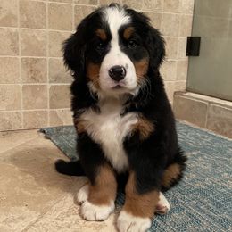 Bernese Mountain Dogs from Sunny Chestnut Farm