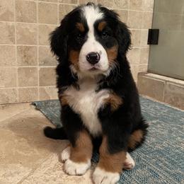 Bernese Mountain Dogs from Sunny Chestnut Farm