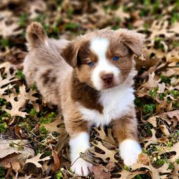 Porter - Full Tail - 2 Blue Eyes - Red merle male Miniature Australian Shepherd puppy in Mc Alester, Oklahoma from Angel's Aussies