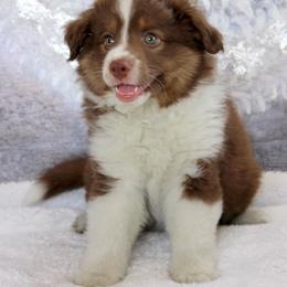 Cabo - Red tri male Miniature Australian Shepherd puppy in Belleview, Florida from Jennifer Townley