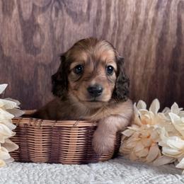 Lon - Red male Dachshund puppy in Dothan, Alabama from Little House Pups