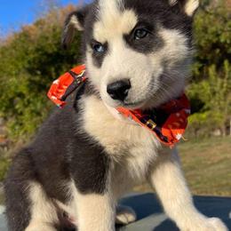 Siberian Husky Puppies from Siberian Huskies-Beckham the Great