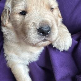 Golden Retriever Puppies from Chevaline Goldens