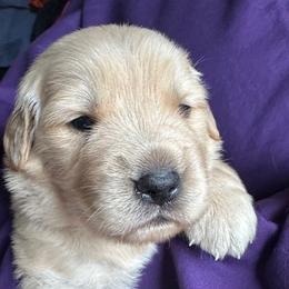 Golden Retriever Puppies from Chevaline Goldens
