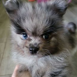 Munchie - Blue merle male Pomeranian puppy in Burton, Michigan from Ranger's Pomeranians