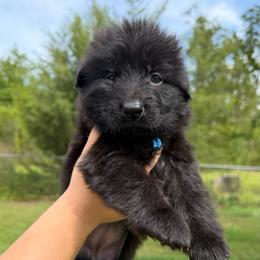 Blue collar female - Black female German Shepherd puppy in Marianna, Florida from Haus M Godwin