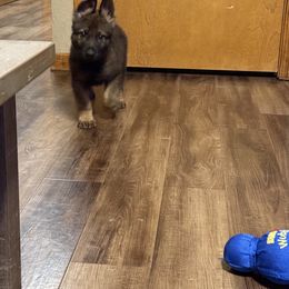 Orange - Black male German Shepherd puppy in Ottawa, Kansas from Weberhaus German Shepherds