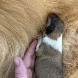 William - Sable and white male Collie puppy in Abilene, Texas from Regal Lassie's