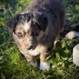 Grinch - Blue merle male Miniature Australian Shepherd puppy in North Lakeport, California from Wild Rose Ranch