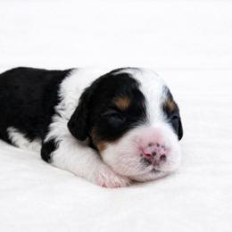 Juniper - female Golden Mountain Doodle puppy in Springfield, Ohio from Dawson's Royal Companions