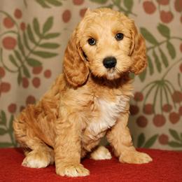 Blossom - Apricot female Australian Labradoodle puppy in Stanwood, Washington from Victoria Creek Australian Labradoodles