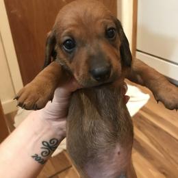 Dachshund Puppies from Hursh’s Hounds