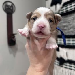 Navy collar boy - Red merle and white male American Corgi puppy in Flat Rock, Alabama from Fluffy Butt Acres