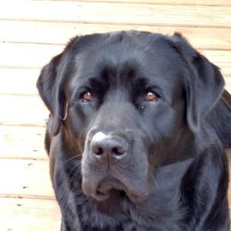 Ziggy - Labrador Retriever