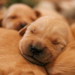 Golden Retriever Puppies from Oak Hill Kennels
