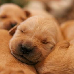 Golden Retriever Puppies from Oak Hill Kennels