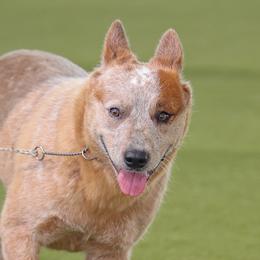 Ezra - Australian Cattle Dog