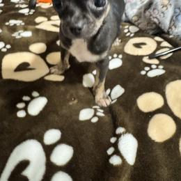 Chihuahua, Poodle, and Yorkshire Terrier Puppies from Rosa's Chihuahuas