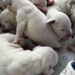 Female pick spot 2 ( out of 3 females) - White and black female Dalmatian puppy in Hawkins, Texas from Snow Dalmatians