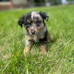 Moonbeam - Blue merle male Toy Australian Shepherd puppy in Columbia Falls, Montana from Firefly Aussies & Aussiedoodles